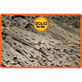Lũa xương rồng Nam Mĩ Cholla Cactus size S,M