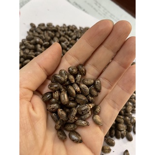 Hạt Thầu dầu tía