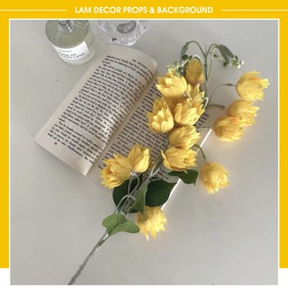 Hoa chuông Campanula trang trí phong cách hàn Quốc