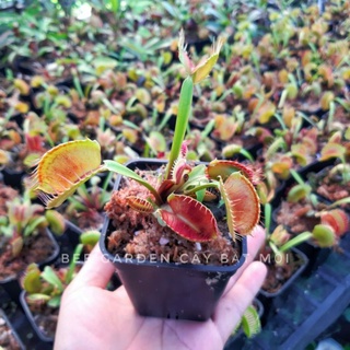 Cây bẫy kẹp, cây bắt ruồi venus flytrap trang trí