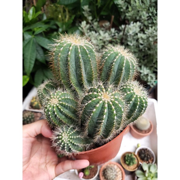 Xương rồng khế bụi