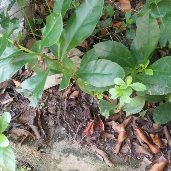 Cây sâm đất giống