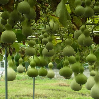 Hạt bầu hồ lô - gói 10 hạt