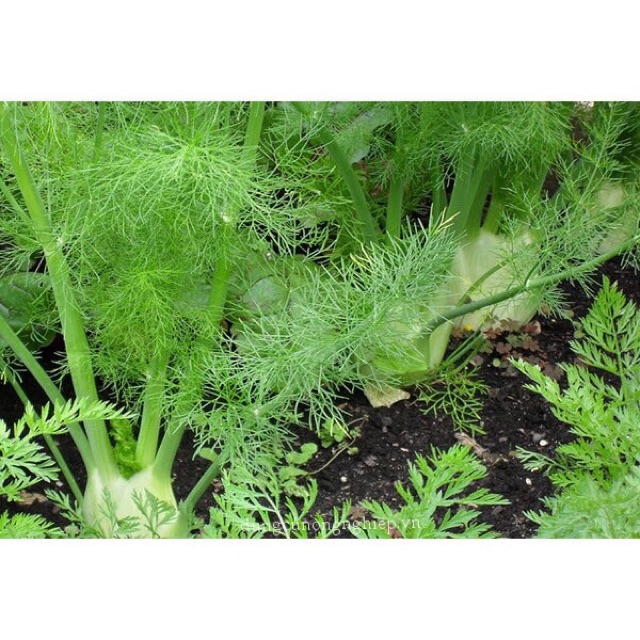 Hạt giống rau thì là, rau gia vị