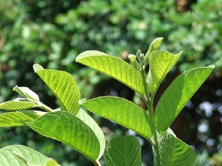 100g lá ổi tươi