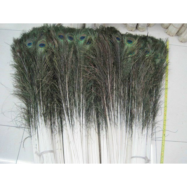 Vật phẩm phong thủy # Lông Công Phong Thủy (10 Cọng)# Đồ Trang Trí Phong Thủy