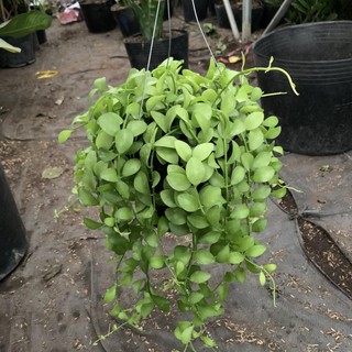 Cây lan đô la treo giỏ dài 20 - 25cm.