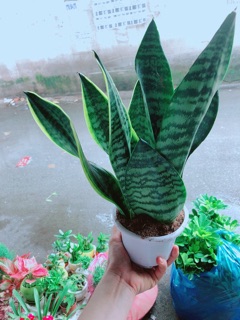 Lưỡi Hổ Cao