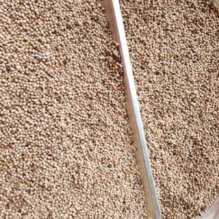 Hạt Tiêu Sọ DakLak - 1KG