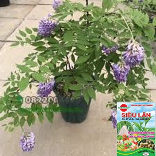 cây giống hoa tử đằng thân gỗsiêu đẹp, siêu hoa, cam kết giống chuẩn