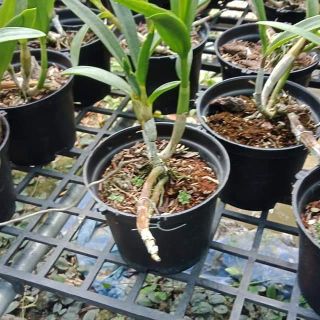 Hoa lan denro chớp bịp
