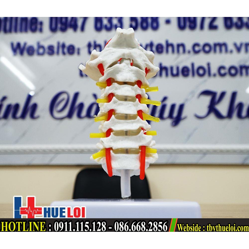 Mô hình xương cổ - Mô hình giải phẫu xương cổ - Xương cột sống cổ