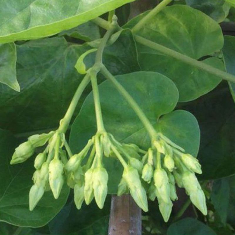 COM BO 2 CÂY GIỐNG HOA THIÊN LÝ SIÊU HOA