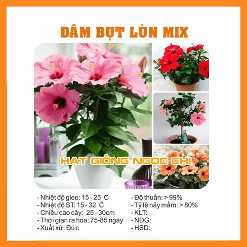 Hạt Giống Hoa Dâm Bụt Lùn Mix - 5 Hạt