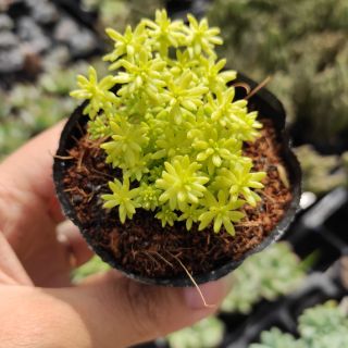 Sedum vàng