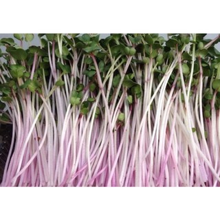 Hạt giống rau mầm củ cải đỏ - 100gr