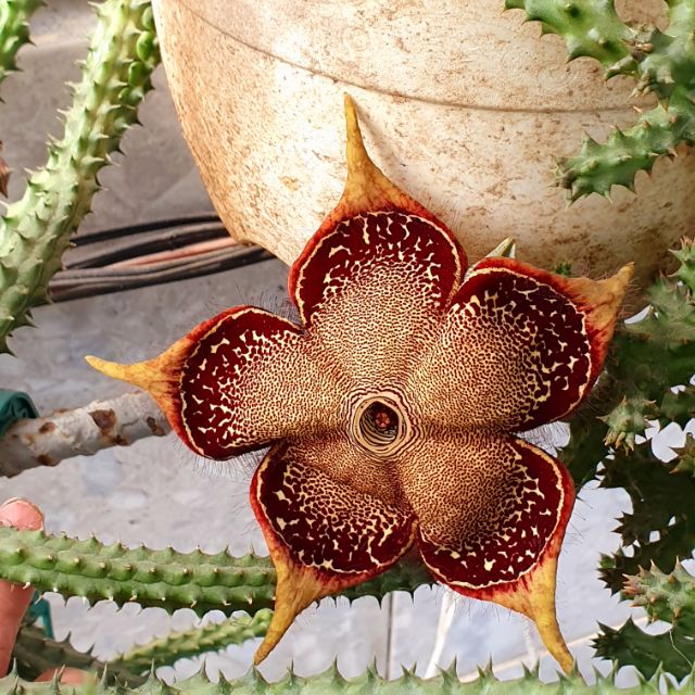 Sao biển Edithcolea grandis