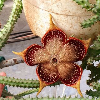 Sao biển Edithcolea grandis
