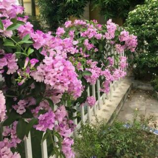 Cây Hoa thiên Uh lý tỏi (lan tỏi)