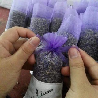 Nụ hoa Lavender