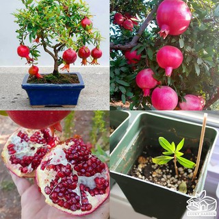 Hạt giống cây lựu lùn đỏ ( 1 gói 10 hạt )(TẶNG gói kích thích hạt nảy mầm)