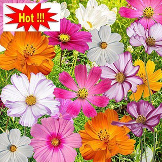 Hạt giống Sao nhái mix (100 hạt)