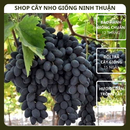 Cây Nho Đen Không Hạt Giống Nho Sable Seedless của Úc