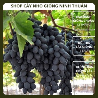 Cây Nho Đen Không Hạt Giống Nho Sable Seedless của Úc