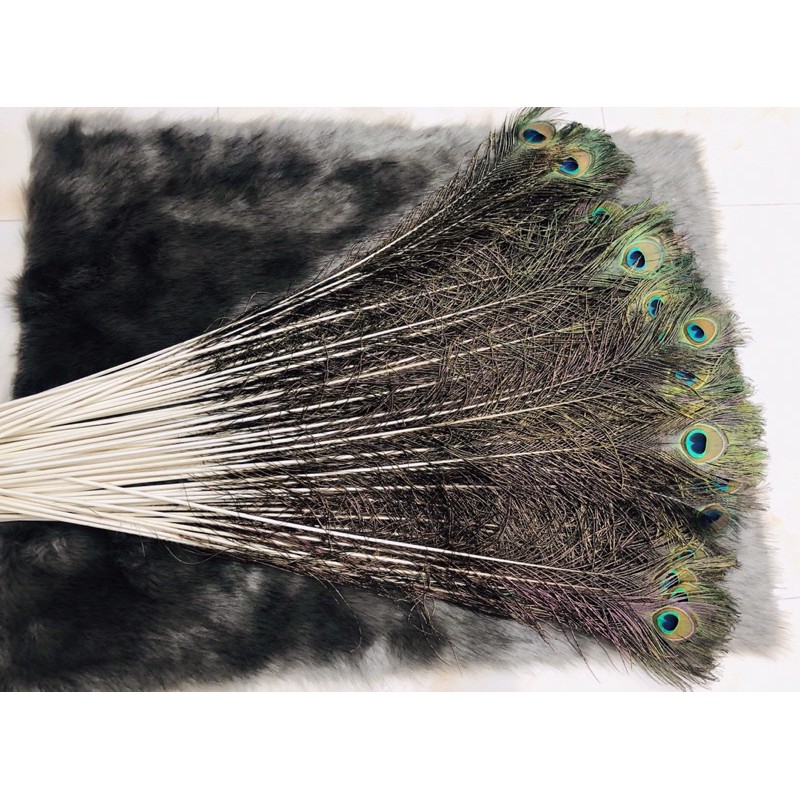 [ HCM ] Lông Công Phong Thuỷ - FREESHIP | BigBuy360 - bigbuy360.vn