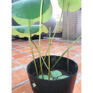 2KG ĐẤT TRỒNG SEN SÚNG, CÂY THỦY SINH