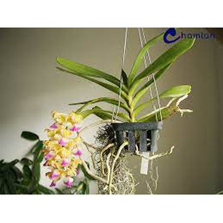 Deal 9k-Hoa lan Hoàng Nhạn