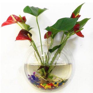 [23cm] Bể cá mini treo tường, bình hoa gắn tường, chậu cây thủy sinh bằng nhựa acrylic trong suốt