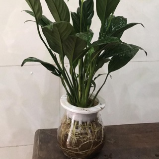Lan ý thuỷ sinh