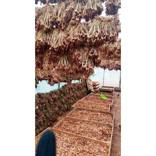 [Siêu rẻ ] Củ giống hành ba chài (1kg)