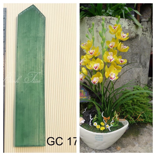 GÂN LÁ ĐỊA LAN DÀI