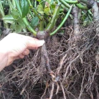 Hồng ngoai đu màu