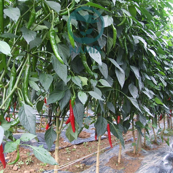 Hạt giống Ớt Chỉ Địa Nhập Khẩu Nguyên Bao Bì Thái Lan - 300 Hạt