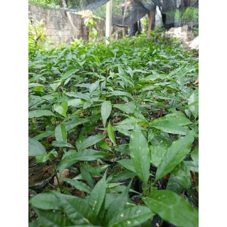 combo 5 Cây giống rau ngót rừng (rau sắng )