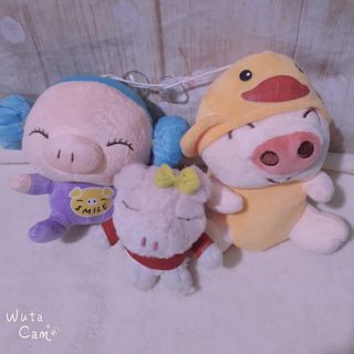 Gâu bông heo mập