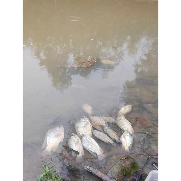 CÁM TANH TRỘN SẴN CHUYÊN TRỊ PHI,TRÊ,TRA,CHIM,DIÊU HỒNG,...