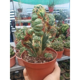 Xương rồng Vân Sơn lem vàng