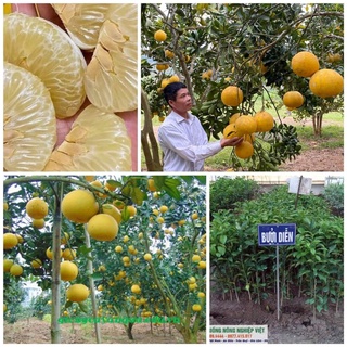 Cây giống bưởi diễn (chuẩn giống f1- cây ghép) ( sản phẩm có bảo hành đỏi trả)