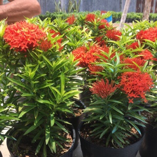 Cây mẫu đơn mỹ đỏ, vàng-bông trang