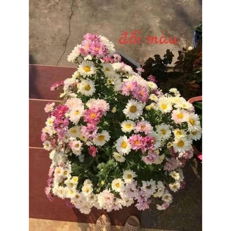 cúc đổi màu giống
