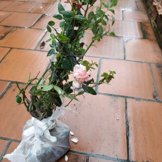 Combo 11 cây giống hoa hồng ngoại