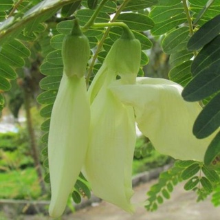 HẠT BÔNG SO ĐŨA TRẮNG - GÓI 2 GRAM