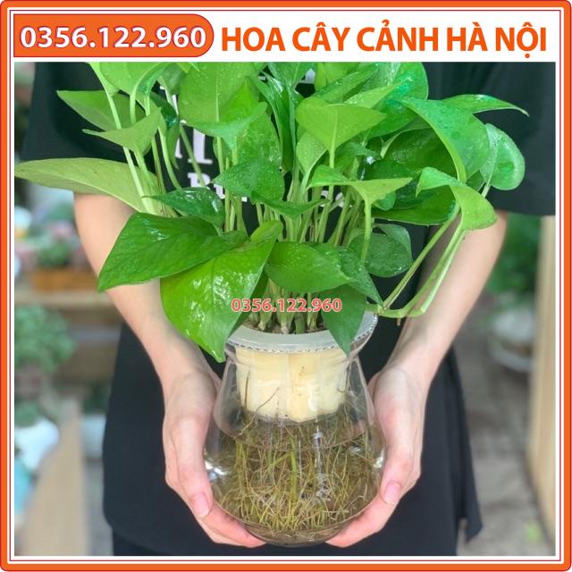 Chậu cây trầu bà thuỷ canh ( chậu thuỷ tinh)