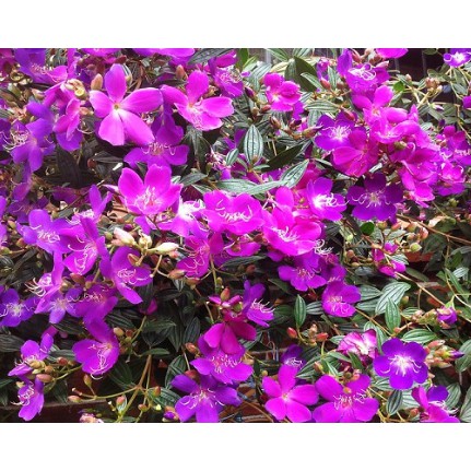 Chậu cây giống hoa Mua Thái  cao 30-40cm đang hoa nhiều nụ - cây cho hoa Tím lịm quanh năm, cực dễ trồng