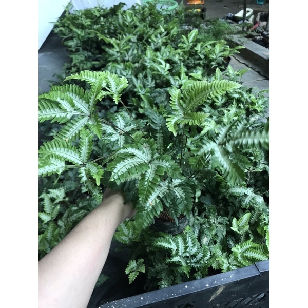 Dương xỉ bạch dươg 15k/chậu