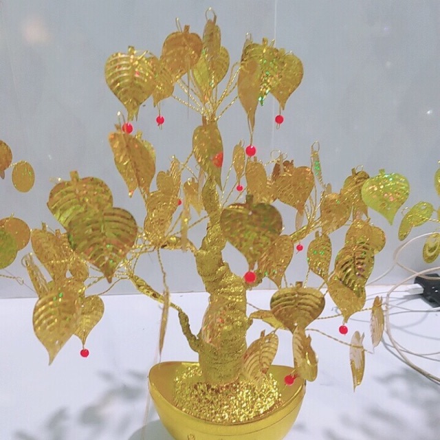 Cây bồ kim tiền đề Bonsai 25cm